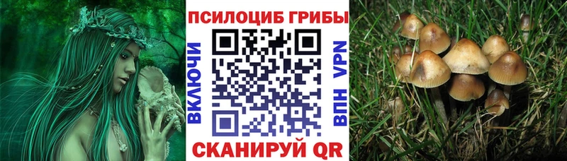 Купить где  Дигора  Псилоцибиновые грибы MAGIC MUSHROOMS 